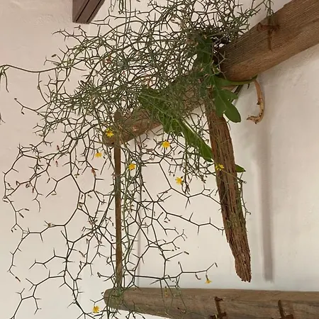 Casa Camelio Macher