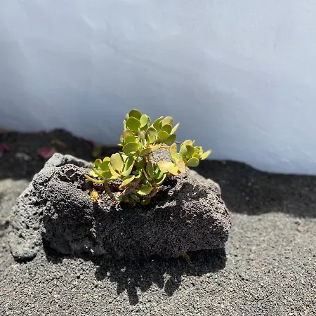 شقة Casa Camelio *